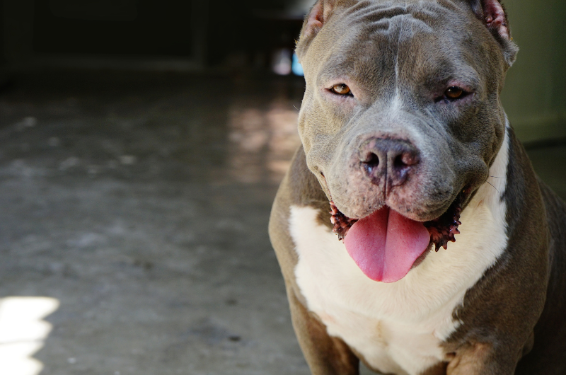 Pit Bull Attacks MustKnow Facts and Figures